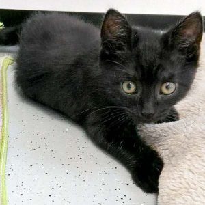 Katerchen Jupp / © 2016 Arche KaNaum (DN)