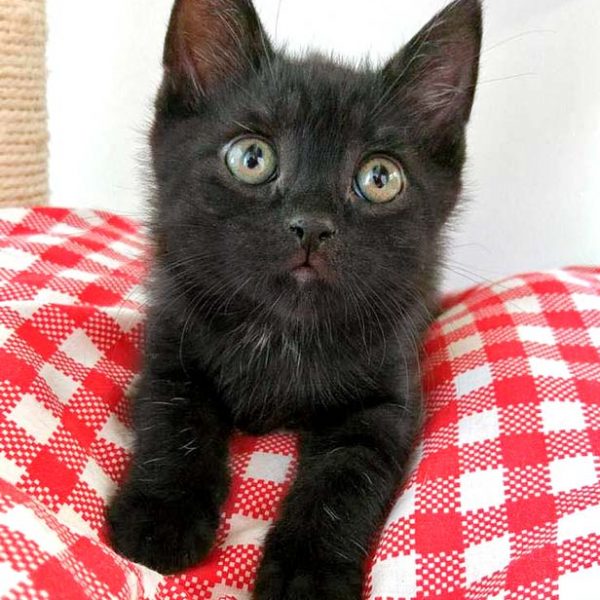 Katerchen Jupp  / © 2016 Arche KaNaum (DN) Katerchen Jupp / © 2016 Arche KaNaum (DN)