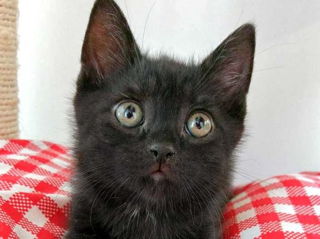 Katerchen Jupp / © 2016 Arche KaNaum (DN)