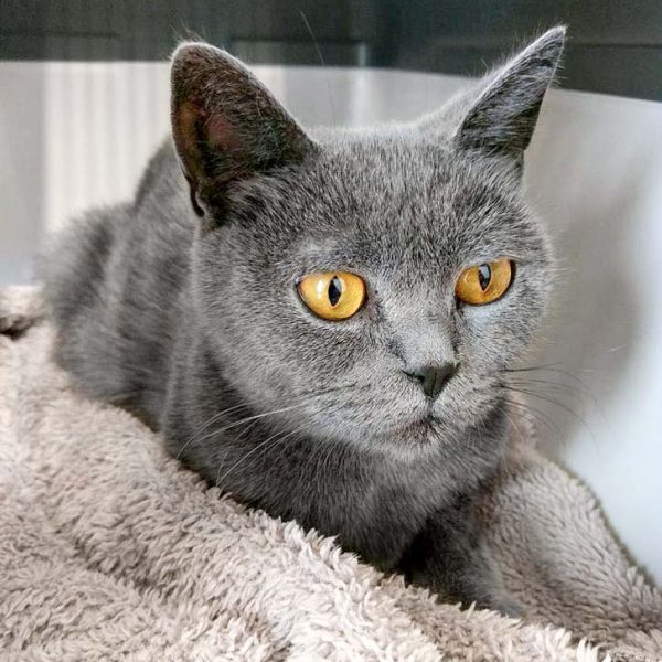 Kätzin Minna / © 2016 Arche KaNaum (DN)