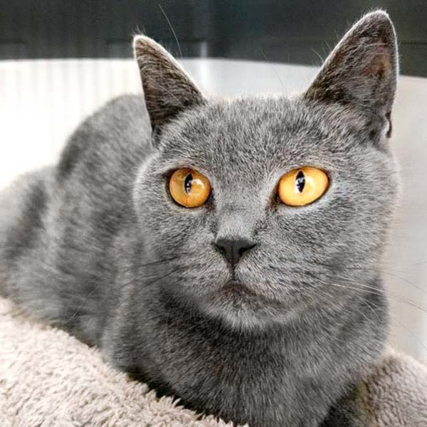 Kätzin Minna / © 2016 Arche KaNaum (DN) Kätzin Minna / © 2016 Arche KaNaum (DN)