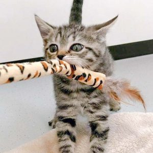 Katerchen Willi / © 2016 Arche KaNaum (DN)