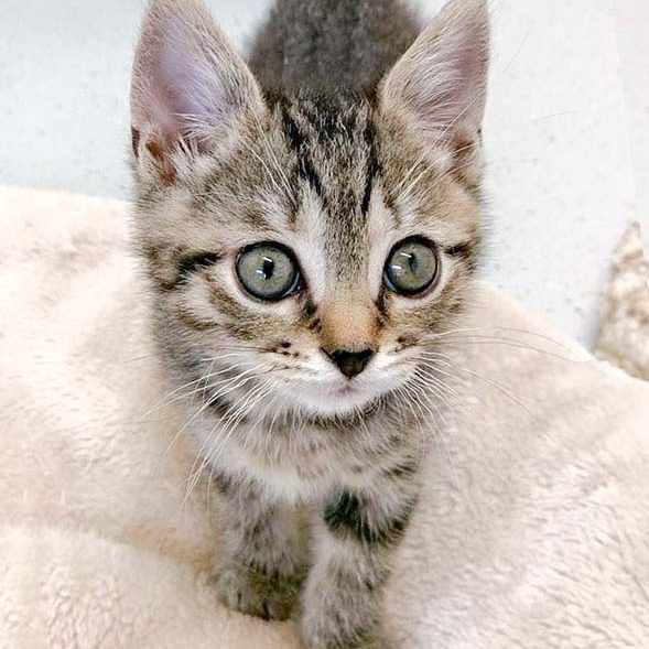 Katerchen Willi / © 2016 Arche KaNaum (DN)