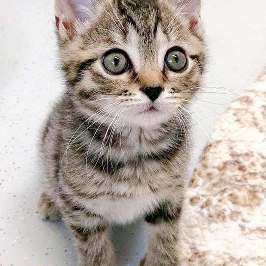 Katerchen Willi / © 2016 Arche KaNaum (DN)