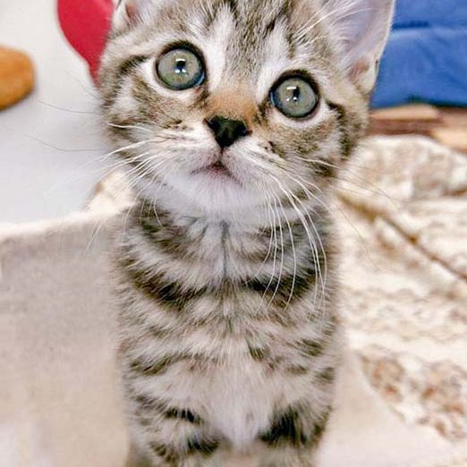 Katerchen Willi / © 2016 Arche KaNaum (DN)