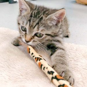 Katerchen Willi / © 2016 Arche KaNaum (DN)