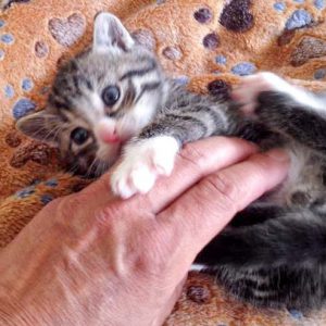 Katerchen Bandit / © 2016 Arche KaNaum (DN) Katerchen Bandit / © 2016 Arche KaNaum (DN)