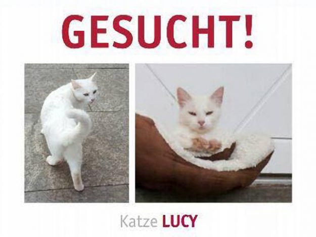 Vermisst: Kätzin Lucy  (178.850) / © 2016 TASSO e.V. Vermisst: Kätzin Lucy (178.850) / © 2016 TASSO e.V.