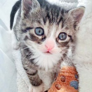 Katerchen Bandit / © 2016 Arche KaNaum (DN) Katerchen Bandit / © 2016 Arche KaNaum (DN)