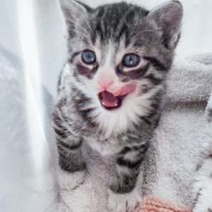 Katerchen Bandit / © 2016 Arche KaNaum (DN) Katerchen Bandit / © 2016 Arche KaNaum (DN)