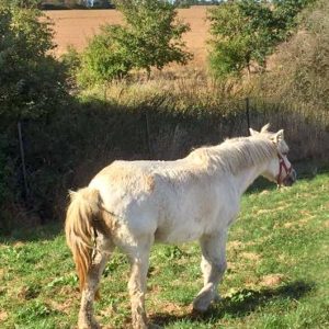 Gnadenhof-Pony Nikita bei ihrer Ankunft / © 2016 Arche KaNaum (DN)