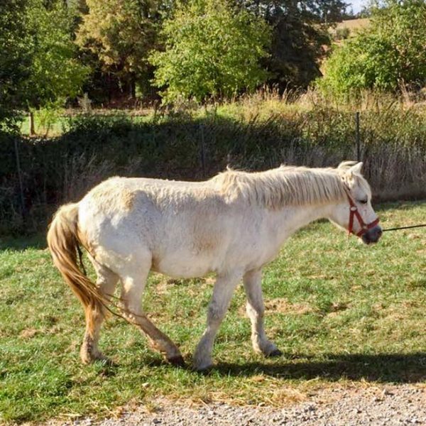 Gnadenhof-Pony Nikita bei ihrer Ankunft / © 2016 Arche KaNaum (DN) Gnadenhof-Pony Nikita bei ihrer Ankunft / © 2016 Arche KaNaum (DN)