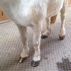 Gnadenhof-Pony Nikita bei ihrer Ankunft / © 2016 Arche KaNaum (DN)