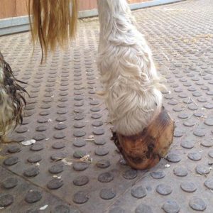 Gnadenhof-Pony Nikita bei ihrer Ankunft / © 2016 Arche KaNaum (DN)