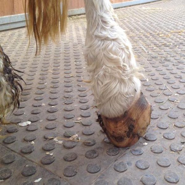 Gnadenhof-Pony Nikita bei ihrer Ankunft / © 2016 Arche KaNaum (DN) Gnadenhof-Pony Nikita bei ihrer Ankunft / © 2016 Arche KaNaum (DN)