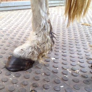 Gnadenhof-Pony Nikita bei ihrer Ankunft / © 2016 Arche KaNaum (DN)