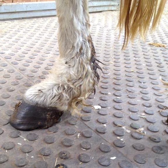 Gnadenhof-Pony Nikita bei ihrer Ankunft / © 2016 Arche KaNaum (DN) Gnadenhof-Pony Nikita bei ihrer Ankunft / © 2016 Arche KaNaum (DN)