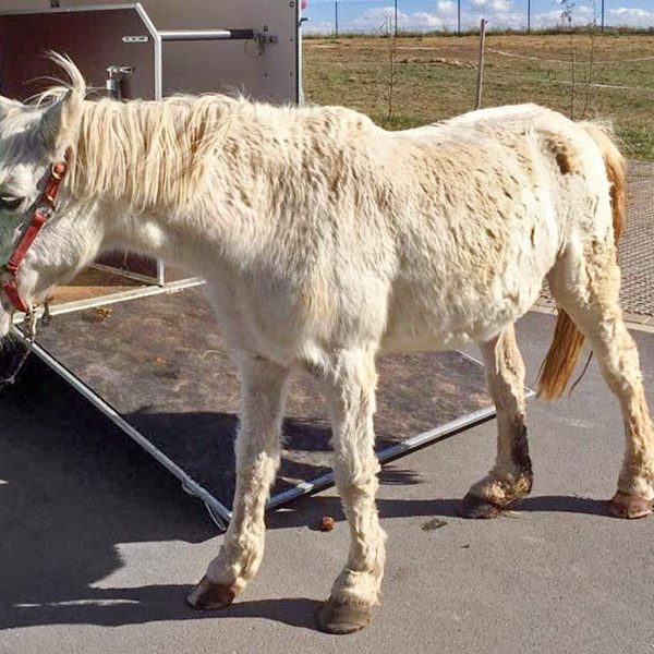 Gnadenhof-Pony Nikita bei ihrer Ankunft / © 2016 Arche KaNaum (DN)
