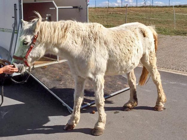 Gnadenhof-Pony Nikita bei ihrer Ankunft / © 2016 Arche KaNaum (DN)