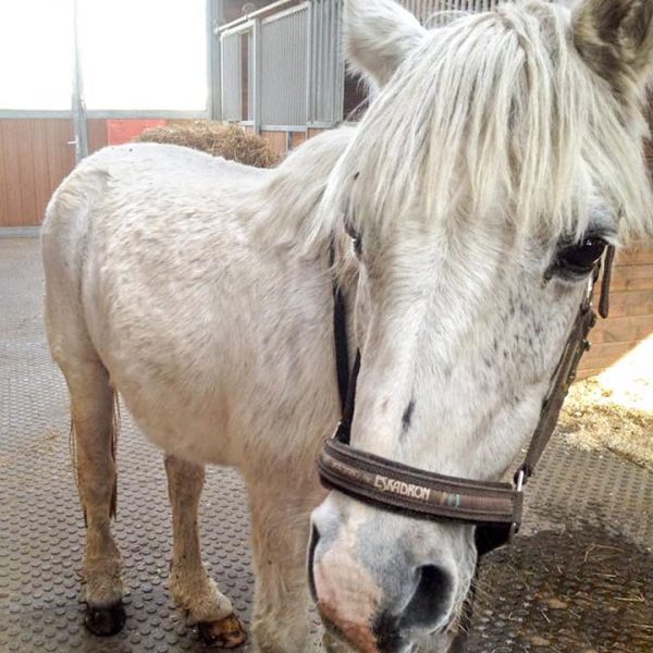 Gnadenhof-Pony Nikita bei ihrer Ankunft / © 2016 Arche KaNaum (DN) Gnadenhof-Pony Nikita bei ihrer Ankunft / © 2016 Arche KaNaum (DN)