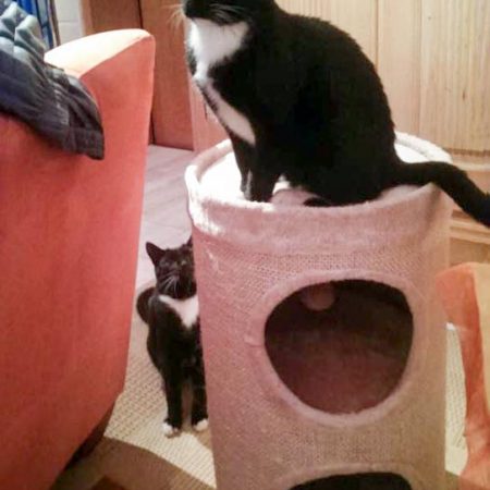 Kater Spooky (o.) mit Freundin im neuen Zuhause / © 06.10.'16 Privat