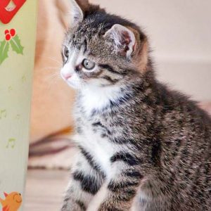 Katerchen Bandit / © 2016 Arche KaNaum (DN) Katerchen Bandit / © 2016 Arche KaNaum (DN)