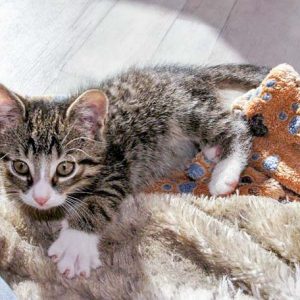 Katerchen Bandit / © 2016 Arche KaNaum (DN) Katerchen Bandit / © 2016 Arche KaNaum (DN)