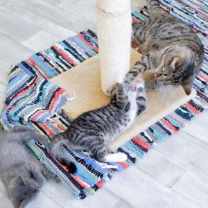 Katerchen Bandit (m.) mit Freundin Pixel (u.) und „Tante“ Minki / © 2016 Arche KaNaum (DN) Katerchen Bandit (m.) mit Freundin Pixel (u.) und "Tante" Minki / © 2016 Arche KaNaum (DN)