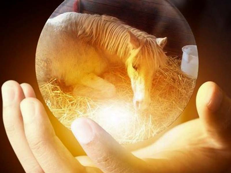 Run free, liebe Nikita ... / © 2016 Superfoto / Arche KaNaum (DN)