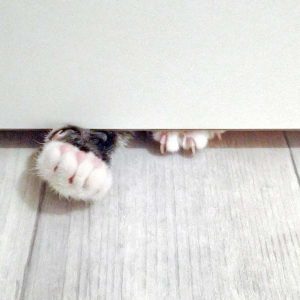 Katerchen Bandit / © 2016 Arche KaNaum (DN) Katerchen Bandit / © 2016 Arche KaNaum (DN)