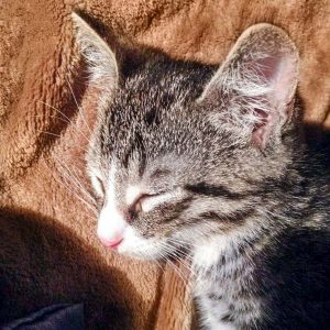 Katerchen Bandit / © 2016 Arche KaNaum (DN) Katerchen Bandit / © 2016 Arche KaNaum (DN)