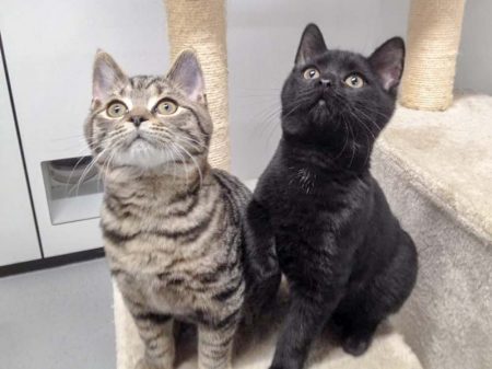 Katerchen Willi (l.) und Jupp / © 2016 Arche KaNaum (OS)