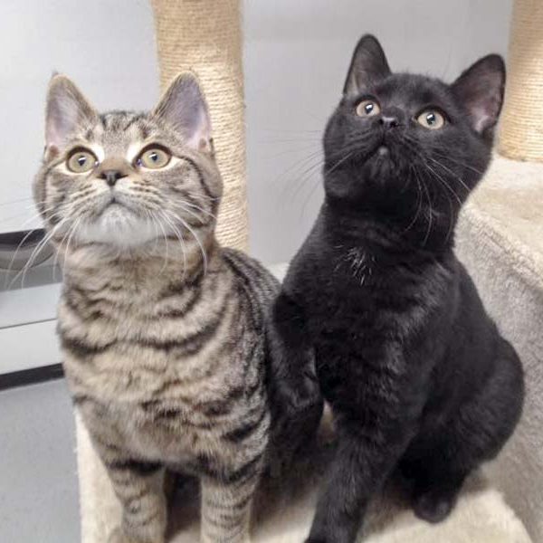 Katerchen Willi (l.) und Jupp  / © 2016 Arche KaNaum (OS) Katerchen Willi (l.) und Jupp / © 2016 Arche KaNaum (OS)