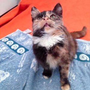 Kätzin Philomena / © 2016 Arche KaNaum (DN) Kätzin Philomena / © 2016 Arche KaNaum (DN)