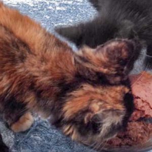 Kätzin Philomena (l.) mit Freundin Dusty  / © 2016 Arche KaNaum (DN) Kätzin Philomena (l.) mit Freundin Dusty / © 2016 Arche KaNaum (DN)