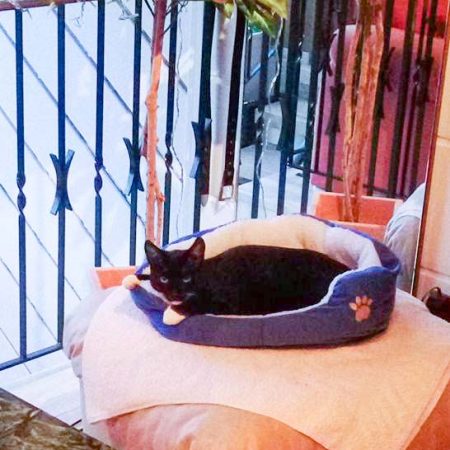 Kater Spooky im neuen Zuhause / © 15.11.'16 Privat