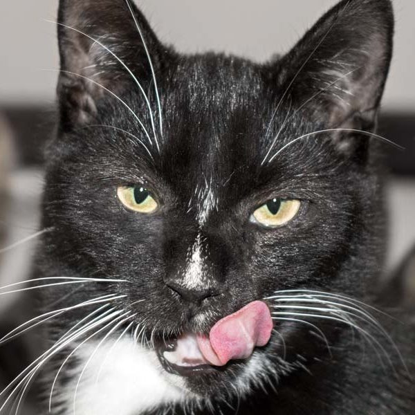 Kater Mäxchen / © 2016 Arche KaNaum (NH)