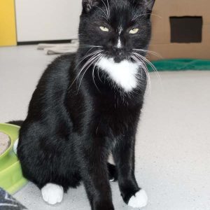 Kater Mäxchen / © 2016 Arche KaNaum (NH)