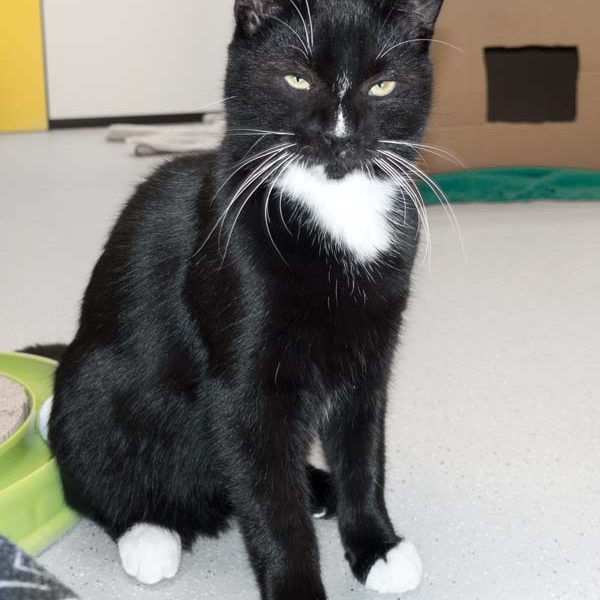 Kater Mäxchen / © 2016 Arche KaNaum (NH)