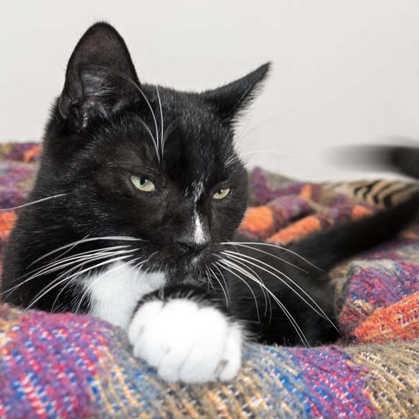 Kater Mäxchen / © 2016 Arche KaNaum (NH)