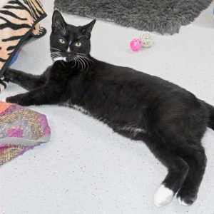 Kater Mäxchen / © 2016 Arche KaNaum (NH)