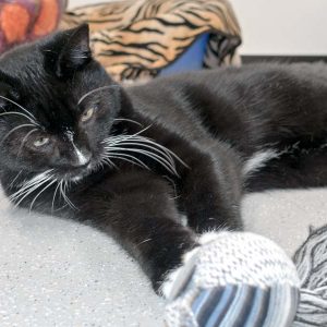 Kater Mäxchen / © 2016 Arche KaNaum (NH)