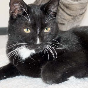 Kater Mäxchen / © 2016 Arche KaNaum (NH)