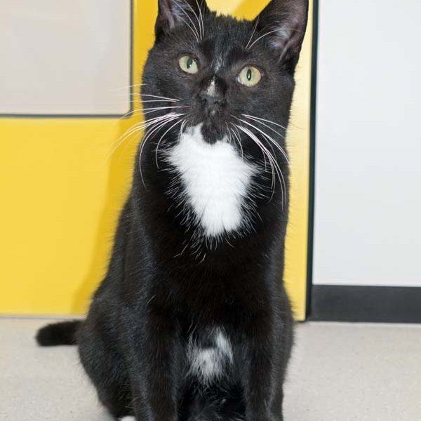 Kater Mäxchen / © 2016 Arche KaNaum (NH)