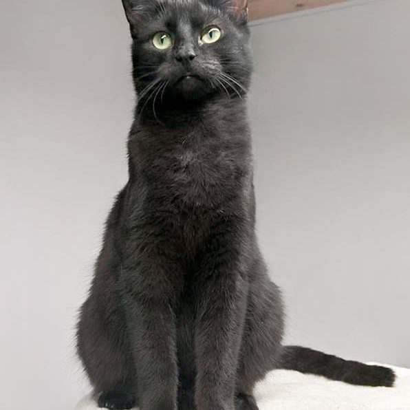 Kater Artemis / © 2017 Arche KaNaum (OS)