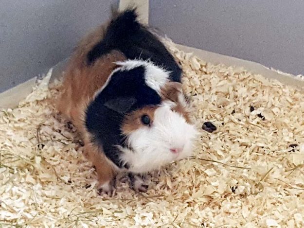 Meerli Rosalie im neuen Zuhause / © 26.05.'16 Privat