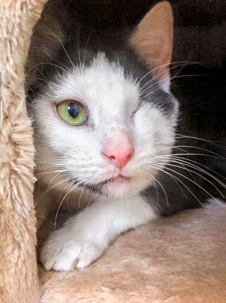 Kater Fluse / © 2016 Arche KaNaum (OS)