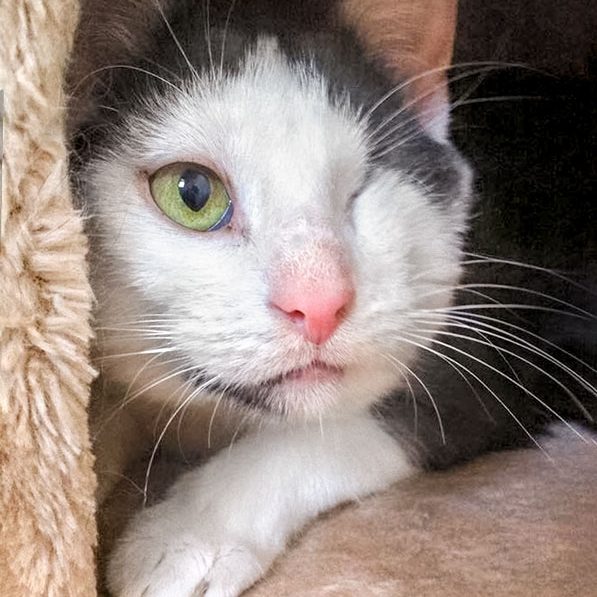 Kater Fluse  / © 2016 Arche KaNaum (OS) Kater Fluse / © 2016 Arche KaNaum (OS)