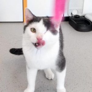 Kater Fluse / © 2016 Arche KaNaum (DN) Kater Fluse / © 2016 Arche KaNaum (DN)