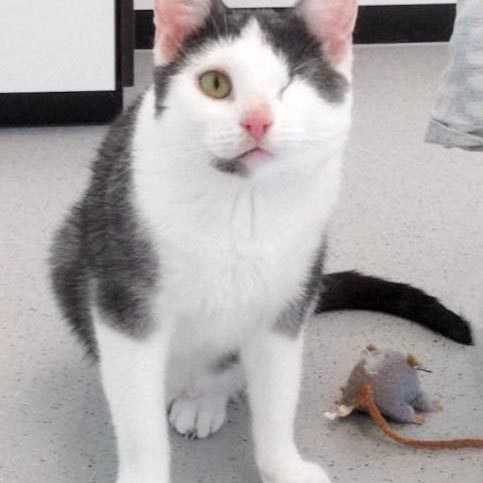 Kater Fluse  / © 2016 Arche KaNaum (DN) Kater Fluse / © 2016 Arche KaNaum (DN)